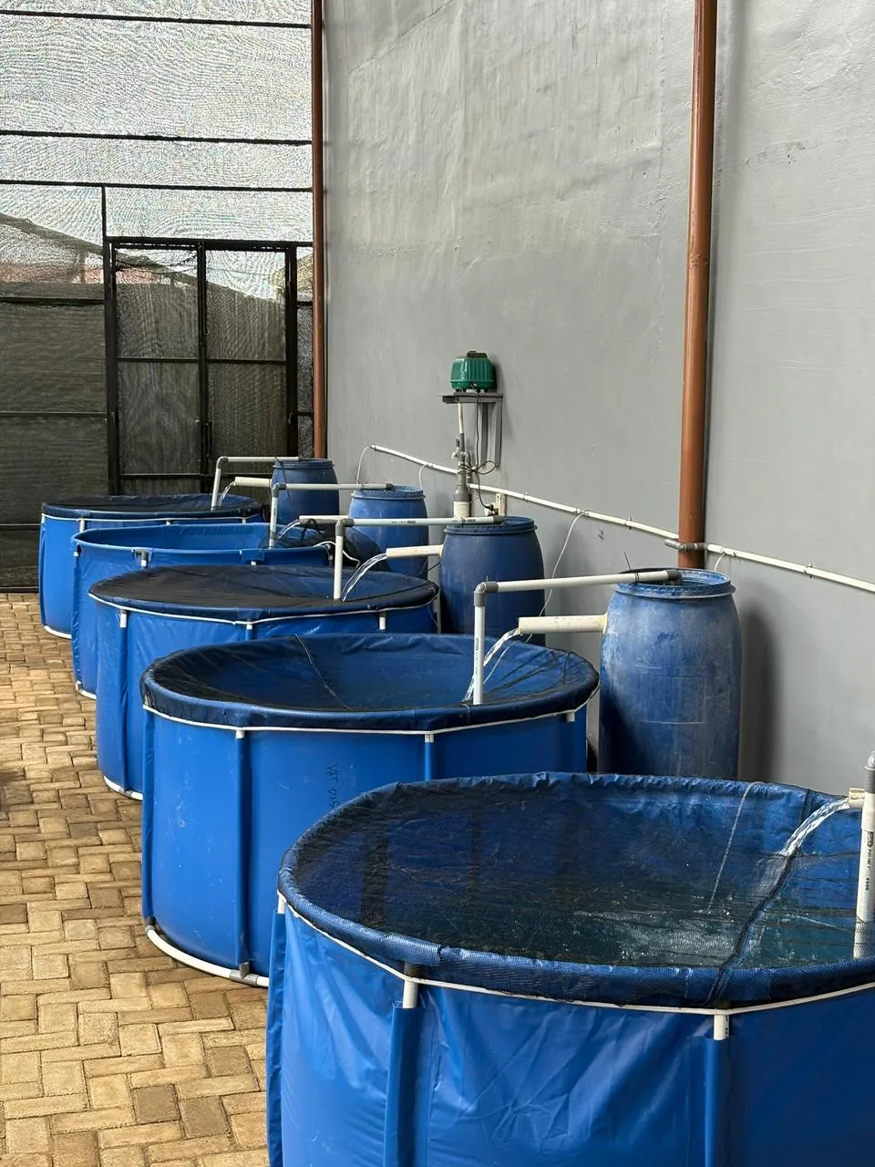 Keeping House Koi Nation